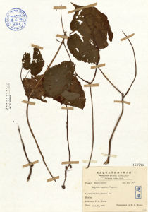 溪頭秋海棠 溪頭秋海棠