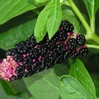 毛花瑞香 毛花瑞香