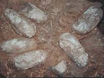 （圖）白堊紀晚期恐龍蛋化石