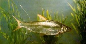 細鱗鯝