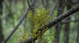 楓香寄生 楓香寄生