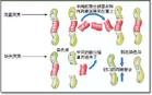 （圖）染色體變異