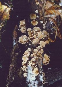 鱗皮扇菇 鱗皮扇菇