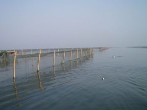 大閘蟹養殖基地