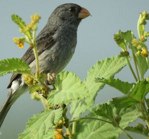 灰食籽雀 灰食籽雀