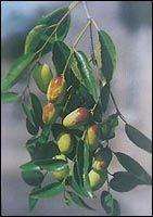 柳林紅棗 柳林紅棗