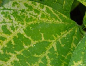 南方菜豆花葉病毒 南方菜豆花葉病毒