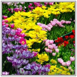 鬱金香栽培 鬱金香栽培