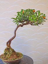 金豆[芸香科金橘屬]