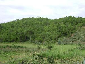 黑魯村自然資源-生態林