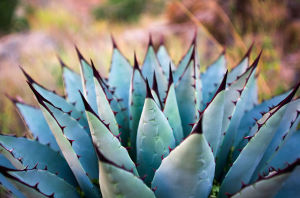 龍舌蘭屬 龍舌蘭屬