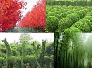 好景園林 好景園林