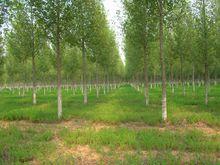 木本植物----楊樹