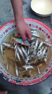 寬鰭鱲魚 寬鰭鱲魚