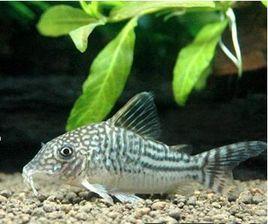 紅背鼠平 紅背鼠平