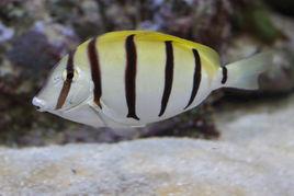 橫帶刺尾魚 橫帶刺尾魚