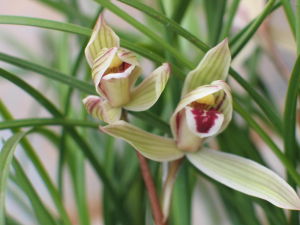 蓮瓣紅舌 蓮瓣紅舌