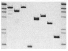 Southern印跡雜交顯色圖片