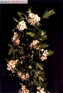 無毛山楂 無毛山楂