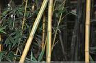 黃皮綠筋竹 黃皮綠筋竹