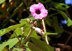 金背長葉藤(變種) 金背長葉藤(變種)