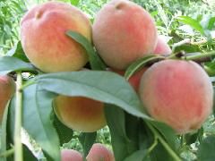 金童6號 金童6號