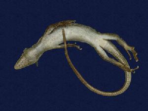 （圖）岩岸島蜥