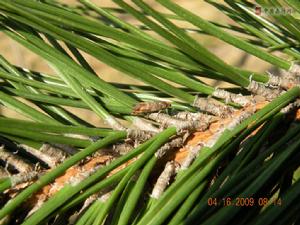 松梢小卷蛾 松梢小卷蛾