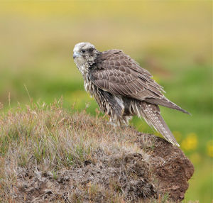 矛隼東北亞種 矛隼東北亞種