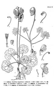 鉤瓣烏頭 鉤瓣烏頭