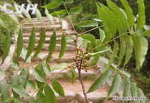 金山三島上的黃連木樹