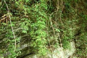 深山蟹甲草 深山蟹甲草