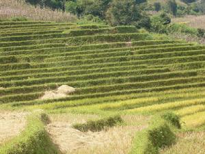 回俄自然村 回俄自然村