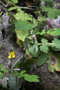 四川金罌粟 四川金罌粟