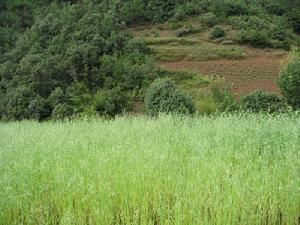 落雪坪村紅石寶下社 落雪坪村紅石寶下社