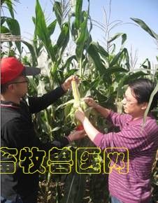 耀青青貯4號 耀青青貯4號