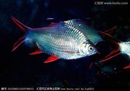 紅鰭銀鯽魚 紅鰭銀鯽魚