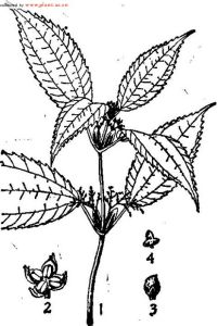 圓瓣冷水花 圓瓣冷水花