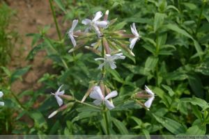 肥皂草屬 肥皂草屬