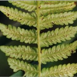 喜馬拉雅岩蕨 喜馬拉雅岩蕨