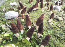 人工種植的六妹羊肚菌