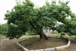 李桂芬梨 李桂芬梨