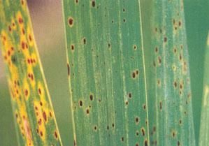 穀子胡麻斑病 穀子胡麻斑病