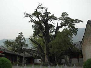 嵩山最古老的樹