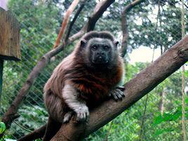 白足檉柳猴 白足檉柳猴