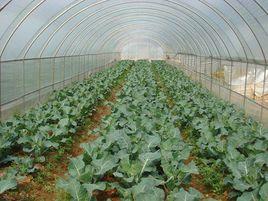 紅薯反季節栽培 紅薯反季節栽培