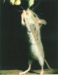 跳鼠-小小的跳高能手 跳鼠-小小的跳高能手