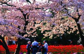 青島櫻花會 青島櫻花會