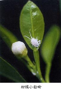 柑橘小粉蚧 柑橘小粉蚧
