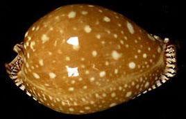 金星寶螺 金星寶螺